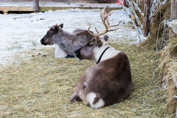 deers resting
