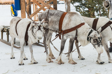 Siberian deer in harness with sleigh