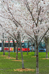 Cherry Blossoms and Streetcar