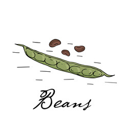 Poster with hand drawn beans isolate on a white background.