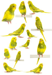 Fototapeta na wymiar Wavy parrot yellow green isolated on white background