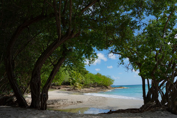 Dzika, rajska plaża na tropikalnej wyspie. Martynika - obrazy, fototapety, plakaty