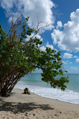 Dzika plaża na tropikalnej wyspie. © monswi