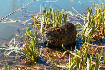 Nutria sit in reed on pond.