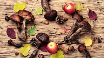 Forest raw mushrooms