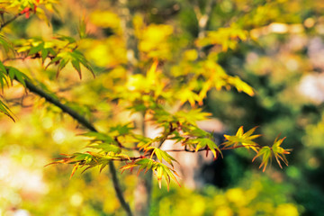 Fototapeta na wymiar Japanese maple leaves