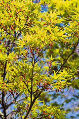 Maple tree in springtime