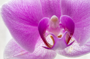 Naklejka na ściany i meble Orchid flower close-up