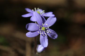 anemoni 8