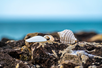 Fototapeta na wymiar A close up of sea shells on a rock on a beautiful New Zealand beach