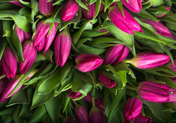 Bouquet of pink tulips closeup. Background of tulips