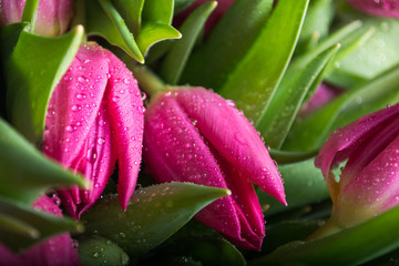 Background of pink tulips closeup. Bouquet of flowers