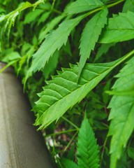 Macro shot of the green leaves