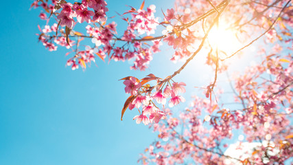 Beautiful sakura flower (cherry blossom) in spring. sakura tree flower on blue sky.