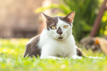 Close-up of White brown young cat lying on the grass and looking at camera with the home garden background. 