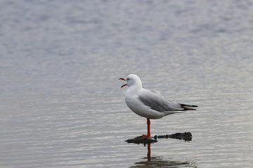 silver gull