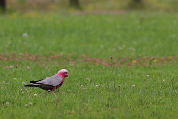 galah