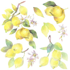 Hand painted watercolor illustration. Set with lemon tree branch elements. 