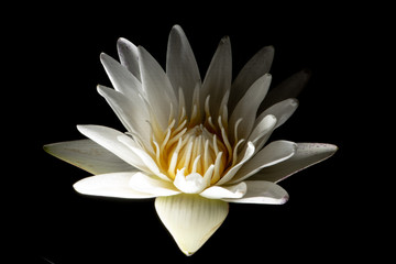 The beautiful blooming lotus flowers