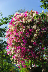 colorful Bougainvillea flower 