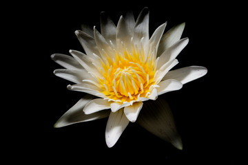 The beautiful blooming lotus flowers