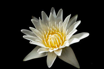 The beautiful blooming lotus flowers