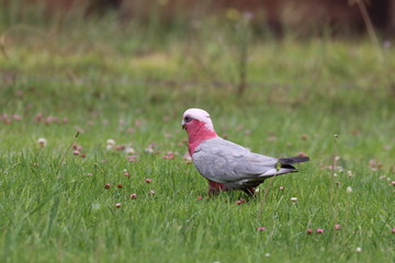 galah