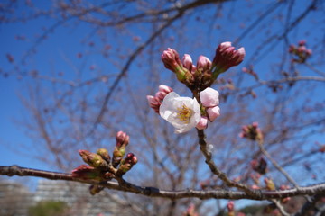 サクラの開花