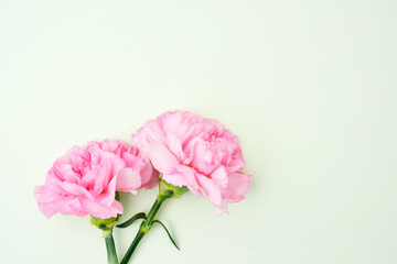 Pink carnation flowers for Mother's day on light green background