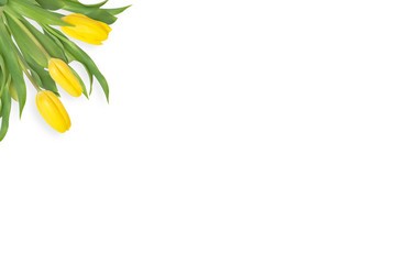 Obraz premium Frame of yellow tulips isolated on white background.