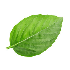 Obraz premium One leaf of basil