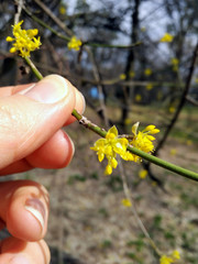 blooming tree branch with yellow flowers in hand against the background of spring park