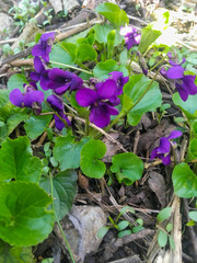 forest scented violets close-up in the grass in the park