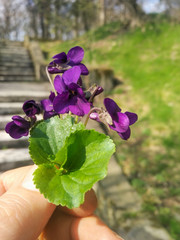 a bouquet of forest scented violets in hand against the background of nature, grass, trees