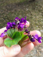 a bouquet of forest scented violets in hand against the background of nature, grass, trees