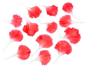 Red carnation flower petals isolated on white background