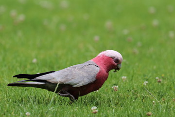 galah