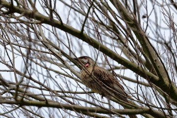red wattlebird