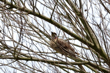 red wattlebird