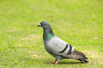 A wild pigeon in the park 