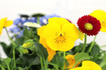 Hintergrund Frühling - gelbe Hornveilchen, rote Gänseblümchen und blaues Vergissmeinnicht auf weißem Grund