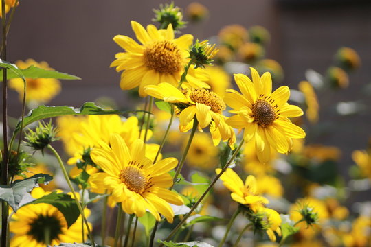 Staudensonnenblume Images Browse 58 Stock Photos, Vectors, and Video
