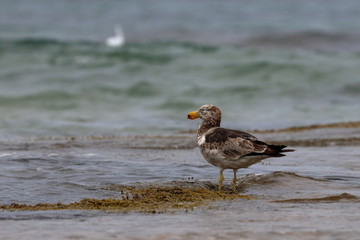pacific gull