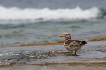 pacific gull