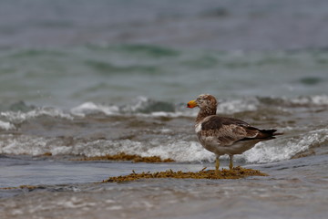 pacific gull