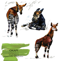 okapi giraffe hand drawn watercolor illustration  - obrazy, fototapety, plakaty