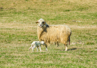 Sheep Care Newborn Lamb. Mother sheep and newborn lamb in meadow during spring. Cute young lamb with his mother on pasture. Easter Holiday.