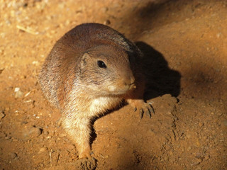 Black-tailed prairie dog (Cynomys ludovicianus)
