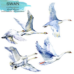 swan bird hand drawn watercolor illustration set © Елена Фаенкова