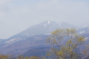 コブシの咲く頃
